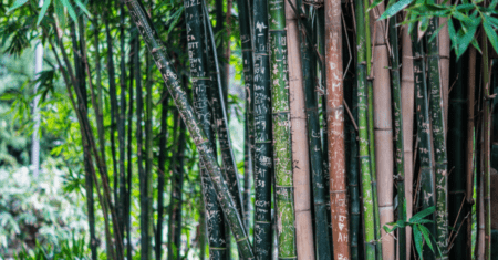 Bambu na Construção Civil, a Revolução Verde Está Aqui